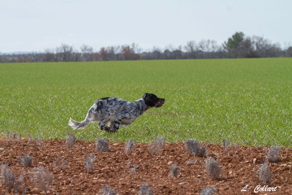 Des Collines De Vallis Auréa - JUDE des Collines de Vallis Auréa, déjà 1 an !