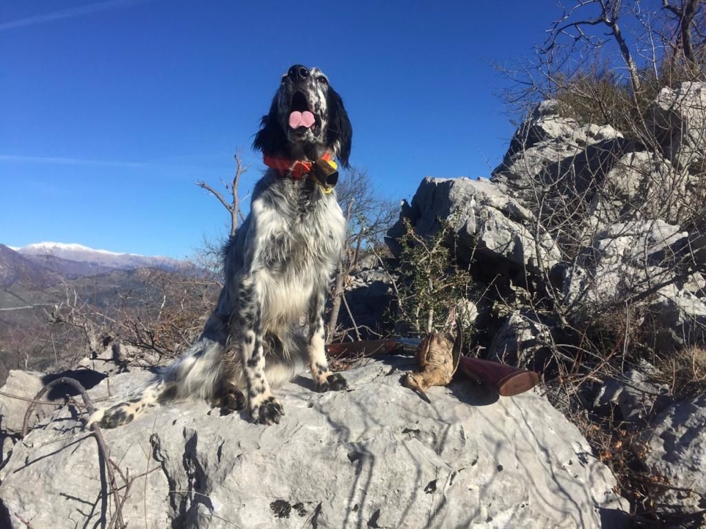 Des Collines De Vallis Auréa - LATINO. CHIEN DE CHASSE TOUT SIMPLEMENT !