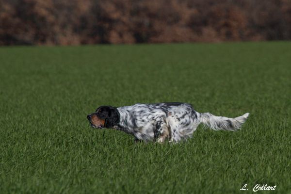 Des Collines De Vallis Auréa - JUDE des Collines de Vallis Auréa, déjà 1 an !