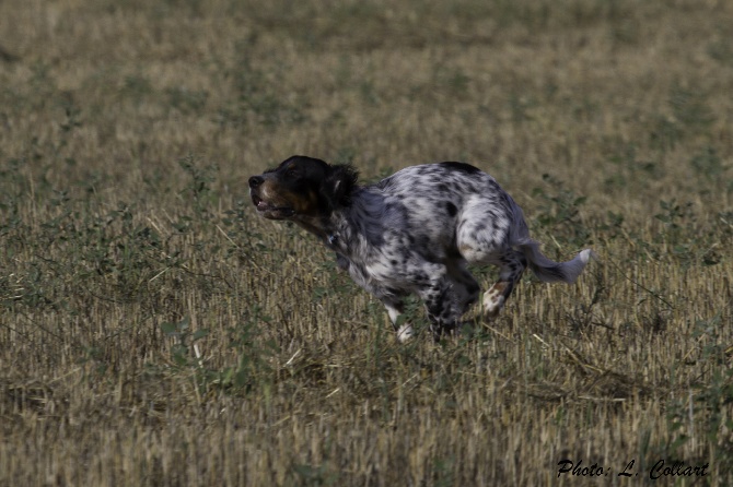 Des Collines De Vallis Auréa - Journée régionale du Setter Anglais pour JUDE