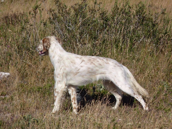 Des Collines De Vallis Auréa - Chiens débourrés à vendre