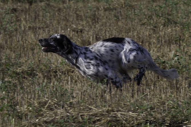 Des Collines De Vallis Auréa - Journée régionale du Setter Anglais pour IRIS