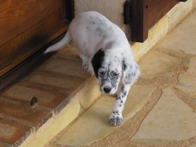 Des Collines De Vallis Auréa - NOUVELLES VIDÉOS DES CHIOTS