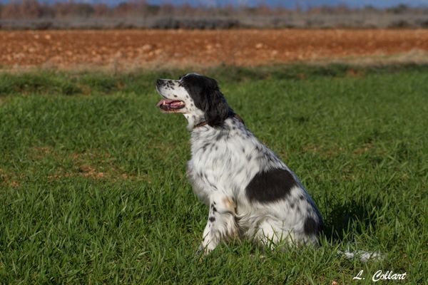 TR. Arnolds d'Argeville en Provence