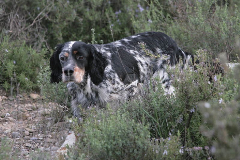 Eve Des Collines De Vallis Auréa