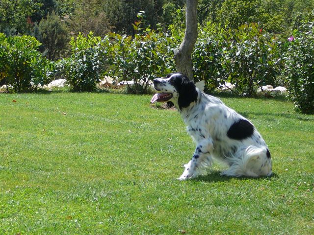 TR. Arnolds d'Argeville en Provence