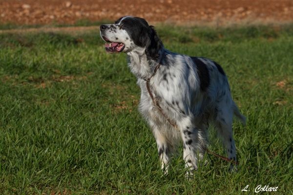 TR. Arnolds d'Argeville en Provence