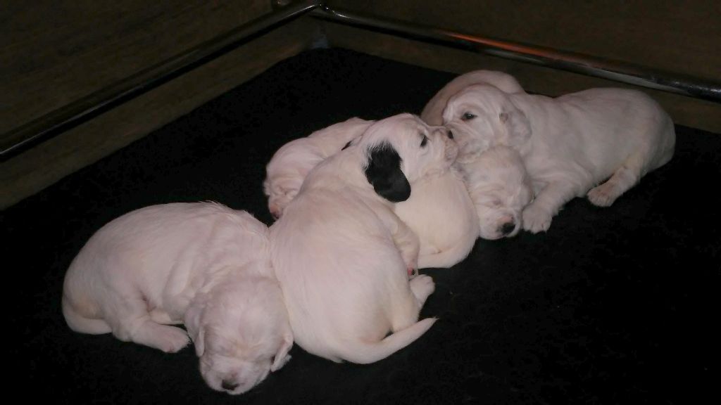 Des Collines De Vallis Auréa - Les Bébés de Lotis et Elliot. Semaine 4