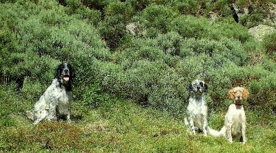 Des Collines De Vallis Auréa - Les Setters du Rec d'Agout