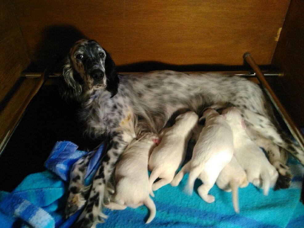 Les Bébés de Lotis et Elliot. Semaine 2.